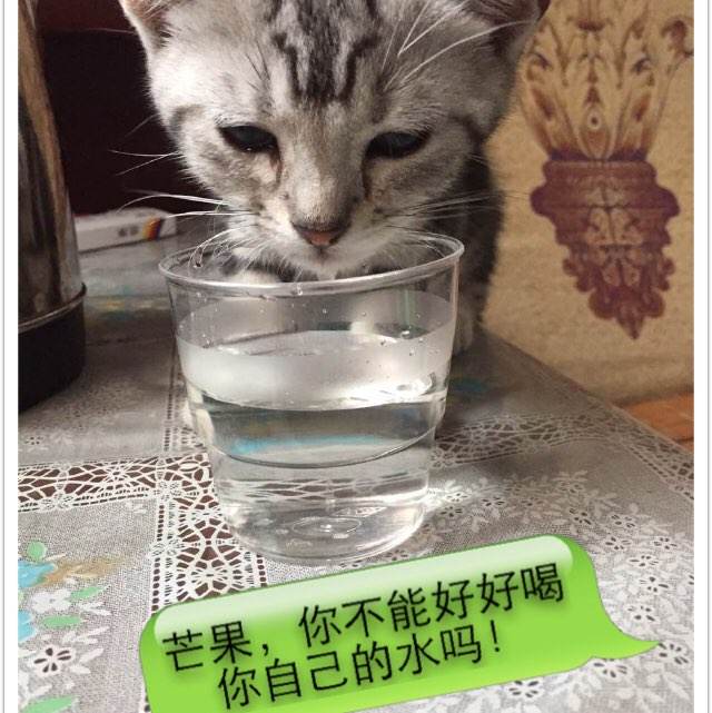 买个假的西北地区
